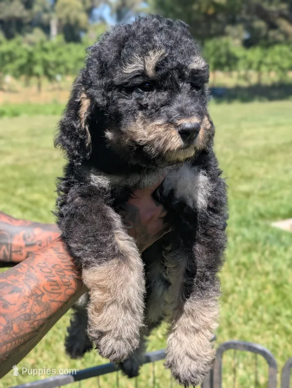 SPRUCE  – Goldendoodle, Miniature Bernedoodle puppy for sale in Sacramento, CA
