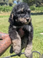 SPRUCE , a male Goldendoodle and Miniature Bernedoodle for sale in Sacramento, CA – 1 of 7