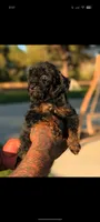 Werewolf , a male Poodle - Miniature  and Miniature Bernedoodle for sale in Sacramento, CA – 2 of 3