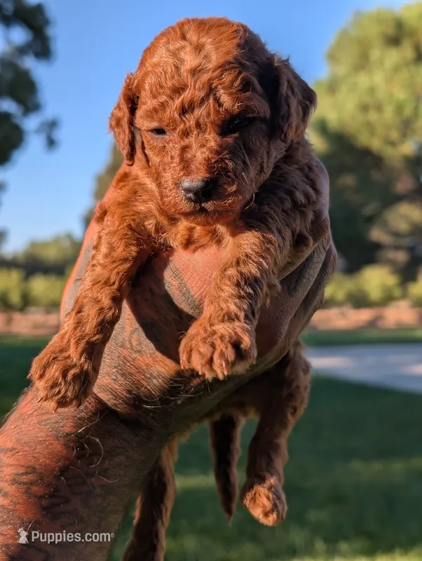 PUMPKIN SPICE  – Goldendoodle puppy for sale in Sacramento, CA