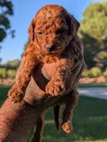 PUMPKIN SPICE , a male Goldendoodle for sale in Sacramento, CA – 1 of 5