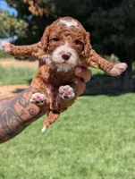 SMALL FRY, a male Cavapoo and Poodle - Miniature  for sale in Sacramento, CA – 3 of 5