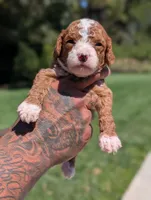 HASHBROWN, a male Cavapoo and Poodle - Miniature  for sale in Sacramento, CA – 4 of 4