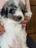 CYPRESS , a male Goldendoodle and Miniature Bernedoodle for sale in Sacramento, CA – Photo 3 of 5