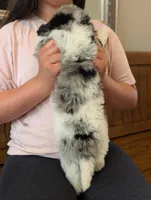CYPRESS , a male Goldendoodle and Miniature Bernedoodle for sale in Sacramento, CA – Photo 5 of 5