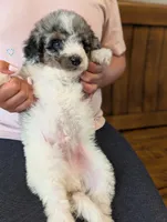 CYPRESS , a male Goldendoodle and Miniature Bernedoodle for sale in Sacramento, CA – Photo 4 of 5