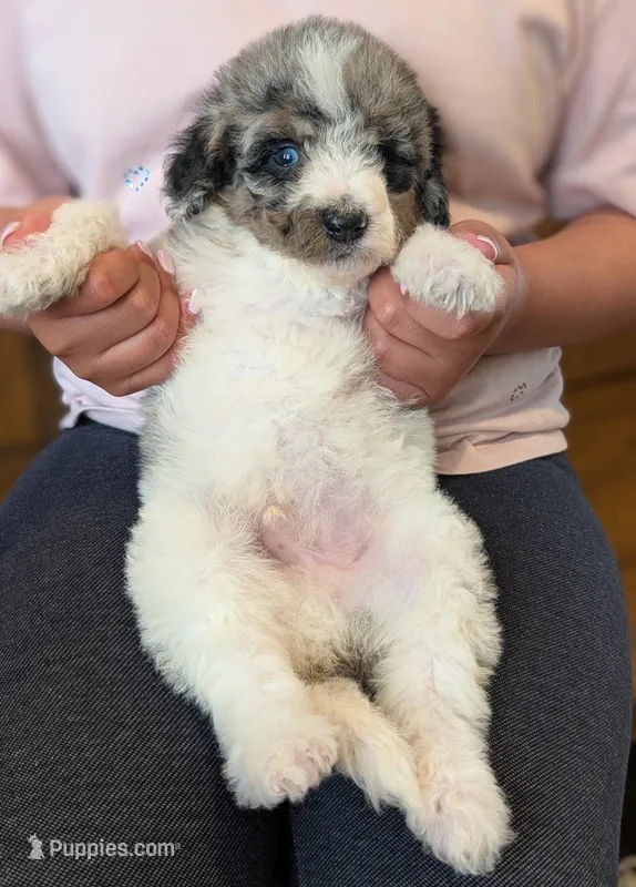 CYPRESS  – Goldendoodle, Miniature Bernedoodle puppy for sale in Sacramento, CA