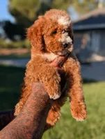 SWEET POTATO, a female Cavapoo and Poodle - Miniature  for sale in Sacramento, CA – 3 of 10