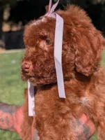 CINNAMON , a female Goldendoodle and Poodle - Miniature  for sale in Sacramento, CA – 4 of 10