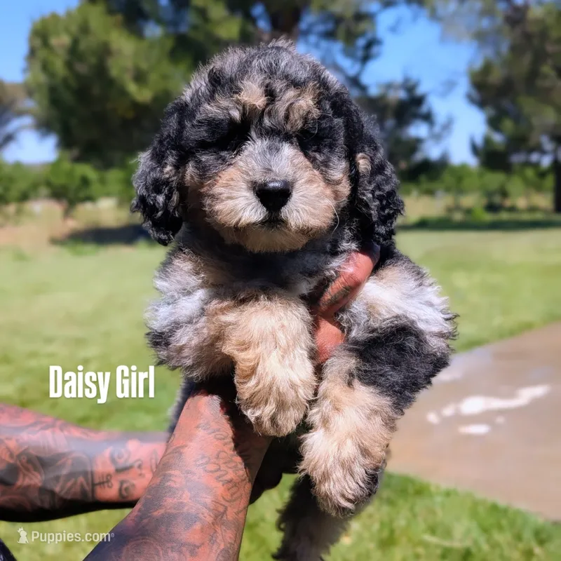 DAISY – Goldendoodle, Miniature Bernedoodle puppy for sale in Sacramento, CA