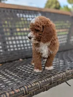 SMALL FRY, a male Cavapoo and Poodle - Miniature  for sale in Sacramento, CA – 9 of 10
