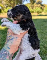 SAGE, a female Cavapoo and Miniature Bernedoodle for sale in Sacramento, CA – 3 of 4