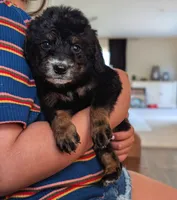 FLINT, a female Miniature Bernedoodle for sale in Sacramento, CA – Photo 3 of 4