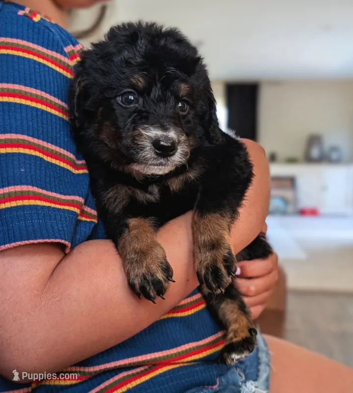FLINT – Miniature Bernedoodle puppy for sale in Sacramento, CA