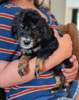 FLINT, a female Miniature Bernedoodle for sale in Sacramento, CA – Photo 2 of 4