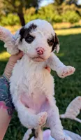 EMBER, a female Cavapoo and Miniature Bernedoodle for sale in Sacramento, CA – 3 of 4