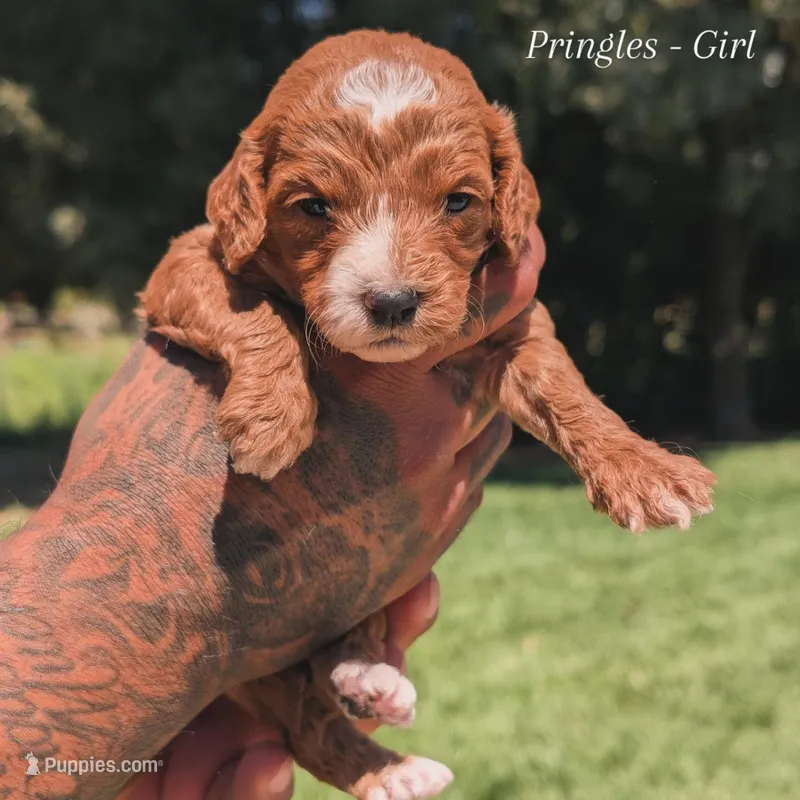 PRINGLES – Cavapoo, Poodle - Miniature  puppy for sale in Sacramento, CA