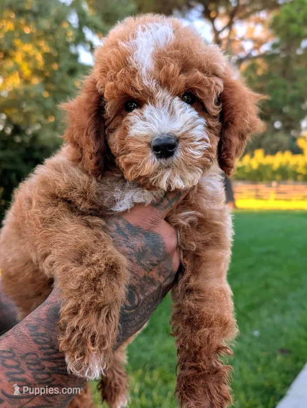 SWEET POTATO – Cavapoo, Poodle - Miniature  puppy for sale in Sacramento, CA