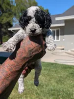 INDIGO , a female Cavapoo and Miniature Bernedoodle for sale in Sacramento, CA – 6 of 9