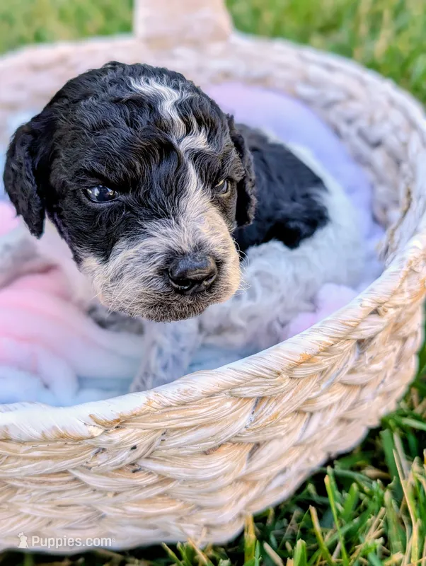 SABRINA – Cavapoo, Miniature Bernedoodle puppy for sale in Sacramento, CA