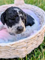 SABRINA, a female Cavapoo and Miniature Bernedoodle for sale in Sacramento, CA – 1 of 4