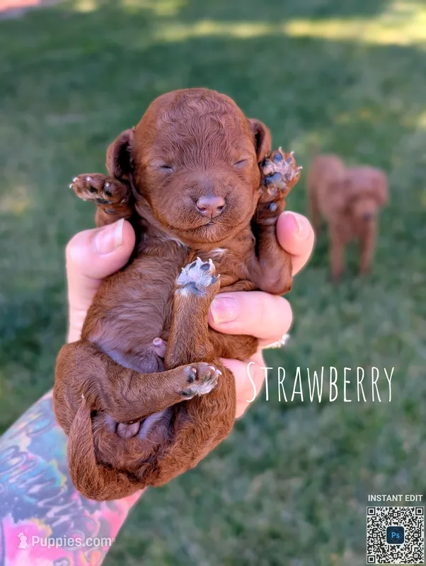 Strawberry 🍓 – Poodle - Toy , Poodle - Miniature  puppy for sale in Sacramento, CA