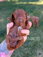 Strawberry 🍓, a female Poodle - Toy  and Poodle - Miniature  for sale in Sacramento, CA – 1 of 8