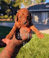 BOURBON , a male Goldendoodle for sale in Sacramento, CA – 1 of 4