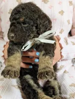 Rambo, a male Goldendoodle and Miniature Bernedoodle for sale in Sacramento, CA – Photo 3 of 5
