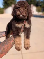 Rambo, a male Goldendoodle and Miniature Bernedoodle for sale in Sacramento, CA – Photo 1 of 9