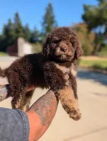 Rambo, a male Goldendoodle and Miniature Bernedoodle for sale in Sacramento, CA – Photo 2 of 9