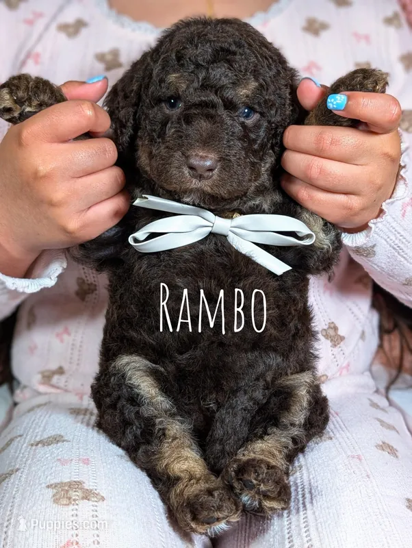 Rambo – Goldendoodle, Miniature Bernedoodle puppy for sale in Sacramento, CA