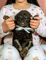 Rambo, a male Goldendoodle and Miniature Bernedoodle for sale in Sacramento, CA – Photo 2 of 5
