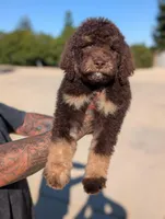 Rambo, a male Goldendoodle and Miniature Bernedoodle for sale in Sacramento, CA – Photo 4 of 9