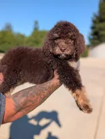 Rambo, a male Goldendoodle and Miniature Bernedoodle for sale in Sacramento, CA – Photo 3 of 9