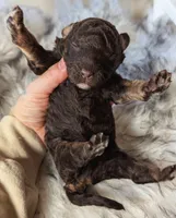 processed/47b2b5a9-ec87-4a0d-9bc3-c22c113f7bef/listing/cf9da1e9-1f0a-4594-a392-06f03423d702/e2671907-0ffd-4ed1-b093-cce03d69c72d