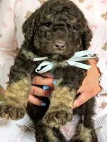 Rambo, a male Goldendoodle and Miniature Bernedoodle for sale in Sacramento, CA – Photo 5 of 5