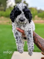 INDIGO , a female Cavapoo and Miniature Bernedoodle for sale in Sacramento, CA – 2 of 9