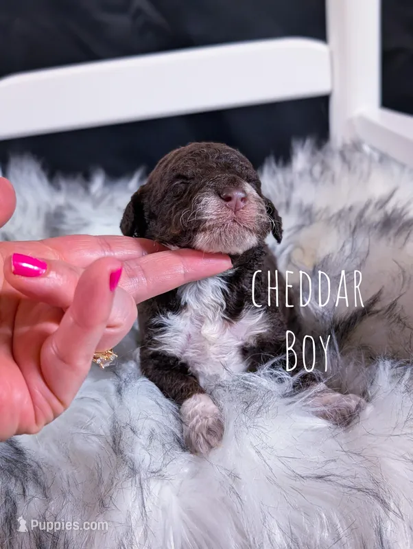 CHEDDAR, a male Bernedoodle and Miniature Bernedoodle for sale in Sacramento, CA – Photo 1 of 1