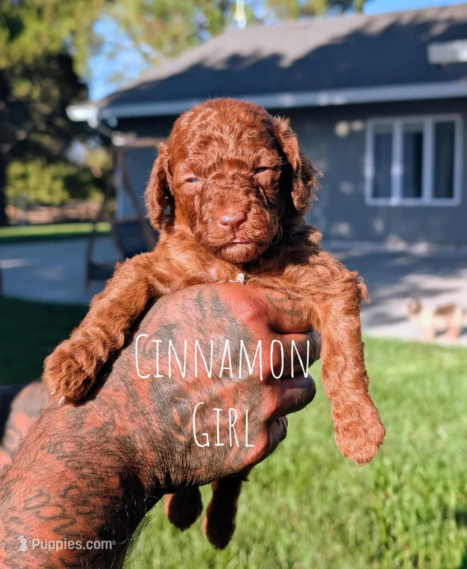 CINNAMON  – Goldendoodle puppy for sale in Sacramento, CA