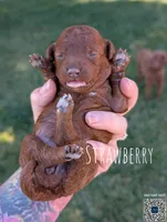 Strawberry 🍓, a female Poodle - Toy  and Poodle - Miniature  for sale in Sacramento, CA – 2 of 8