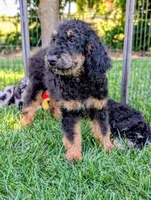 Lion, a male Goldendoodle and Miniature Bernedoodle for sale in Sacramento, CA – 2 of 3