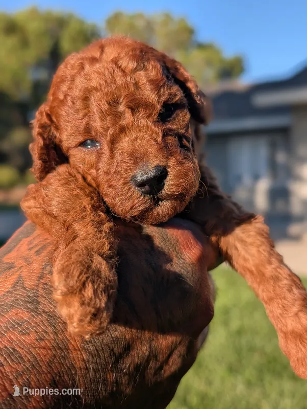 CIDER – Goldendoodle puppy for sale in Sacramento, CA