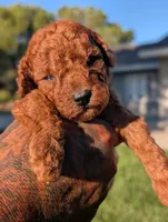 CIDER, a male Goldendoodle for sale in Sacramento, CA – 1 of 5