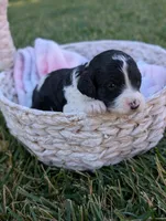 RAVEN, a female Cavapoo and Miniature Bernedoodle for sale in Sacramento, CA – 5 of 5