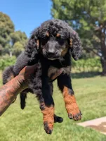 JADE, a female Miniature Bernedoodle for sale in Sacramento, CA – 3 of 9