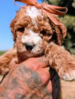 SWEET POTATO, a female Cavapoo and Poodle - Miniature  for sale in Sacramento, CA – 6 of 10