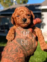 CHAI, a male Goldendoodle for sale in Sacramento, CA – 5 of 6