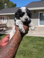 INDIGO , a female Cavapoo and Miniature Bernedoodle for sale in Sacramento, CA – 7 of 9