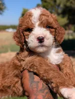 HASHBROWN, a male Cavapoo and Poodle - Miniature  for sale in Sacramento, CA – 4 of 10